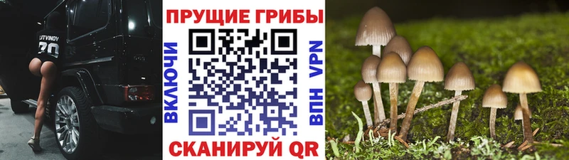 Псилоцибиновые грибы Cubensis  купить  цена  Ялуторовск 