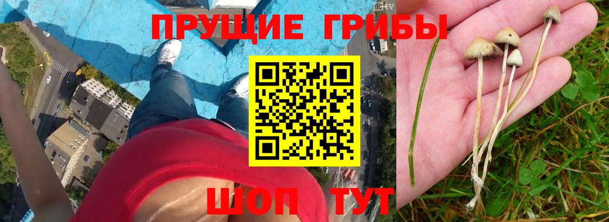 Ялуторовск  Галлюциногенные грибы GOLDEN TEACHER  Вход с VPN 